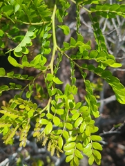 Vachellia choriophylla