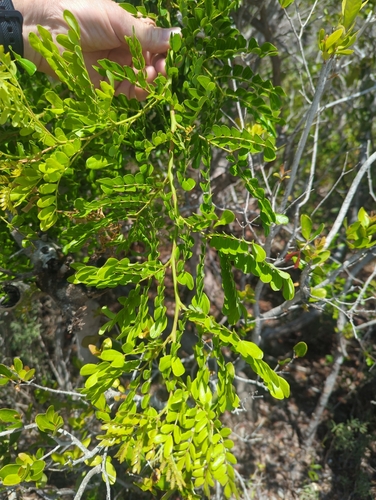 Vachellia choriophylla, photograph 2