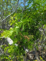 Vachellia choriophylla, photograph (c) Tom Field, some rights reserved (CC BY)