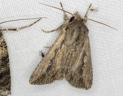 Persectania dyscrita