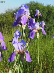 Iris mesopotamica