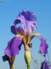 Iris mesopotamica