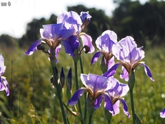 Iris mesopotamica