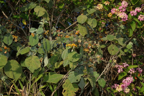 Abutilon auritum, photograph 5