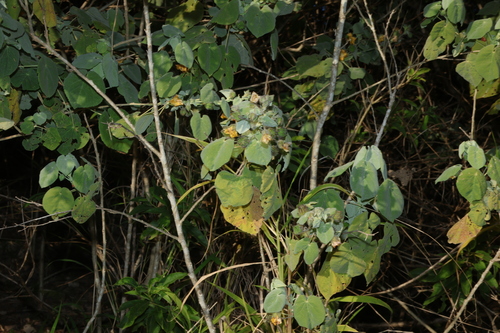 Abutilon auritum, photograph 6