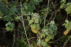 Abutilon auritum, photograph (c) Greg Tasney, some rights reserved (CC BY-SA)