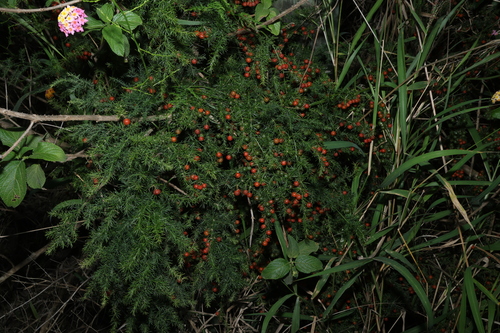 Asparagus africanus, photograph 5