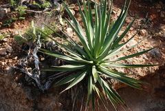 Agave rhodacantha