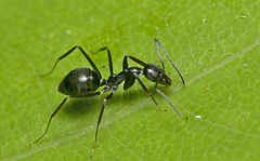 Leptomyrmex burwelli