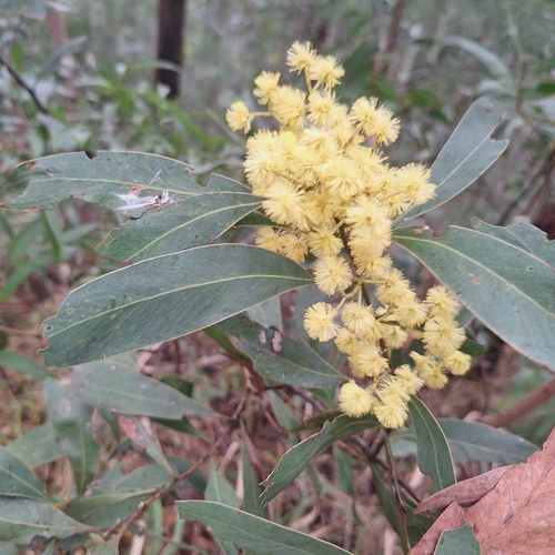 Acacia falciformis
