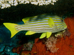 Plectorhinchus polytaenia