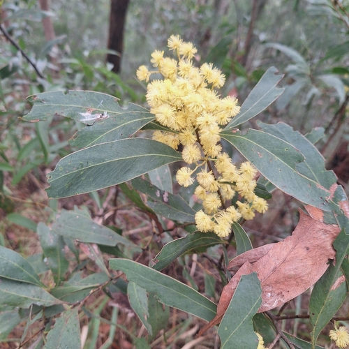 Acacia falciformis, photograph 1