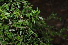 Pittosporum viscidum, photograph (c) Greg Tasney, some rights reserved (CC BY-SA)