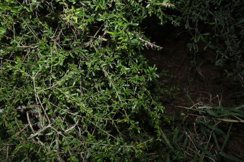 Pittosporum viscidum, photograph 6
