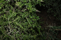 Pittosporum viscidum, photograph (c) Greg Tasney, some rights reserved (CC BY-SA)