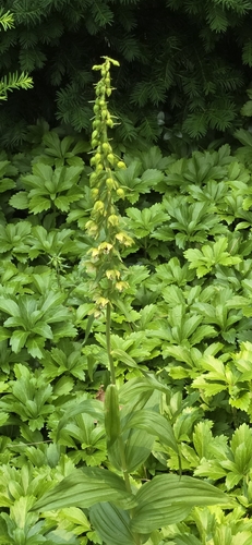 X Orchidactylorhiza