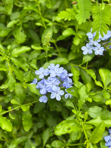 blue plumbago