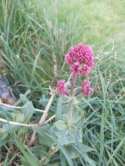 Centranthus ruber