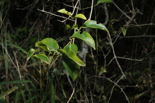 Jasminum simplicifolium, photograph 3
