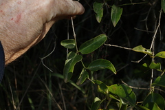 (c) Greg Tasney, some rights reserved (CC BY-SA) Jasminum simplicifolium, photograph (c) Greg Tasney, some rights reserved (CC BY-SA)