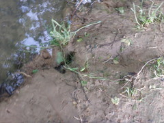Nerodia sipedon