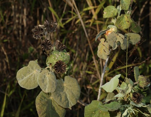 Abutilon auritum, photograph 4