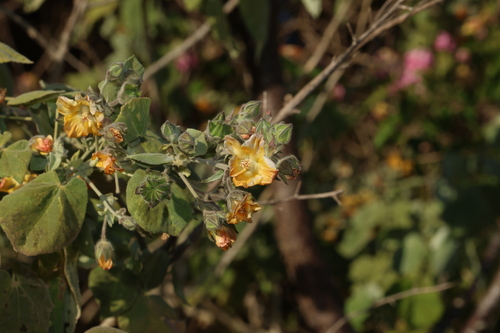 Abutilon auritum, photograph 2