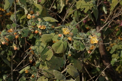Abutilon auritum, photograph (c) Greg Tasney, some rights reserved (CC BY-SA)