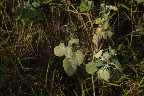 Abutilon auritum