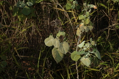 Abutilon auritum