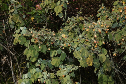 Abutilon auritum, photograph 1