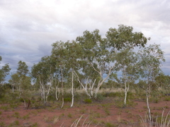 Eucalyptus victrix