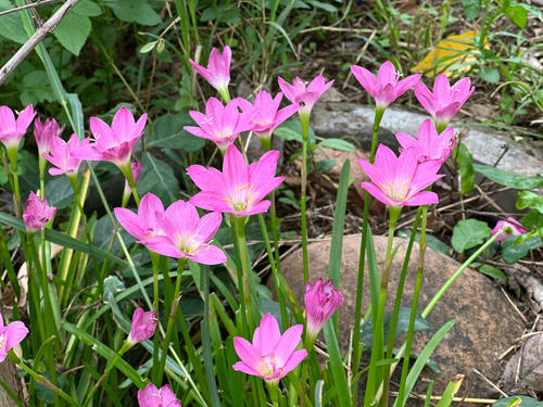 Rose Pink Zephyr Lily