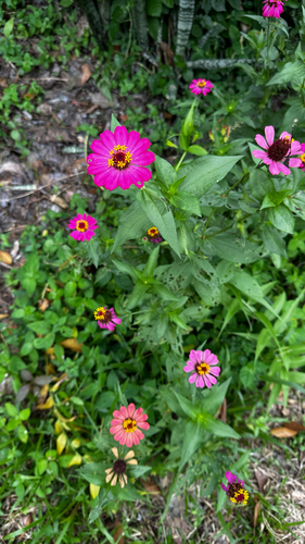 Elegant Zinnia