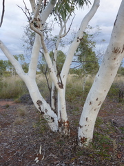 Eucalyptus victrix