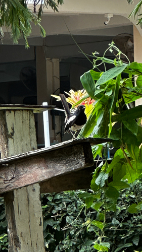Oriental Magpie-Robin