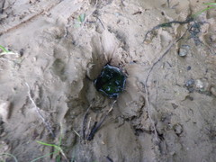 Nerodia sipedon