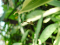 Uloborus plumipes