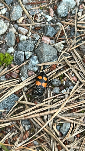 Lesser Vespillo Burying Beetle
