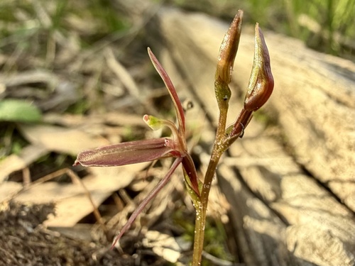 large gnat-orchid