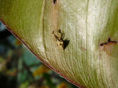 Uloborus plumipes