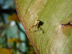 Uloborus plumipes