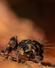 Ptenothrix renateae