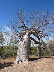 Adansonia gregorii
