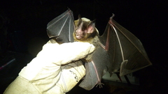 Gardnerycteris crenulatum