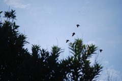Amazona oratrix tresmariae