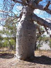 Adansonia gregorii
