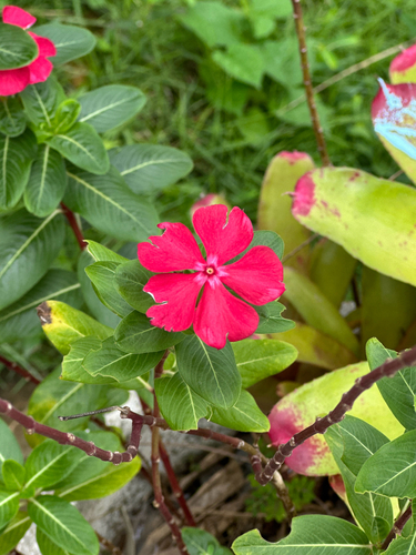 Madagascar Periwinkle