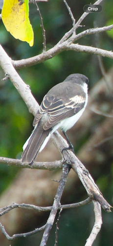 Lalage leucopyga observed 2026-07-17