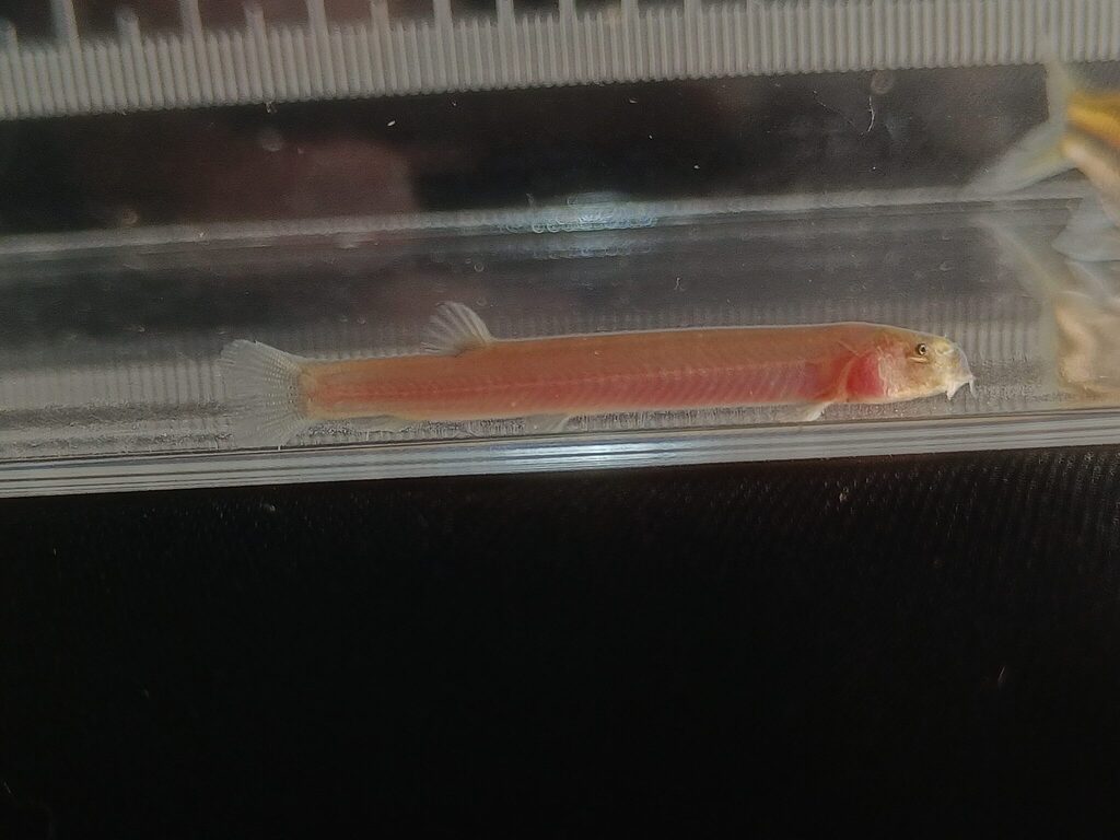Black Kuhli Loach (Pangio oblonga)